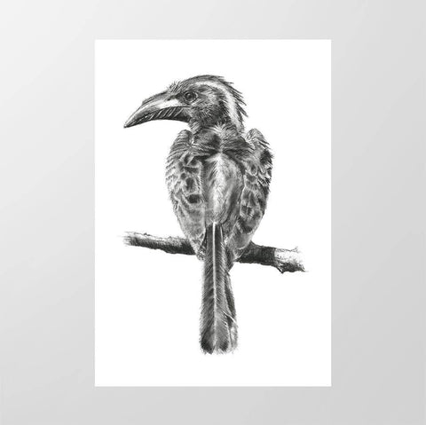 African Grey Hornbill - Studio Magnetic