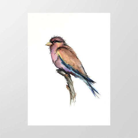 Broad billed Roller - Studio Magnetic
