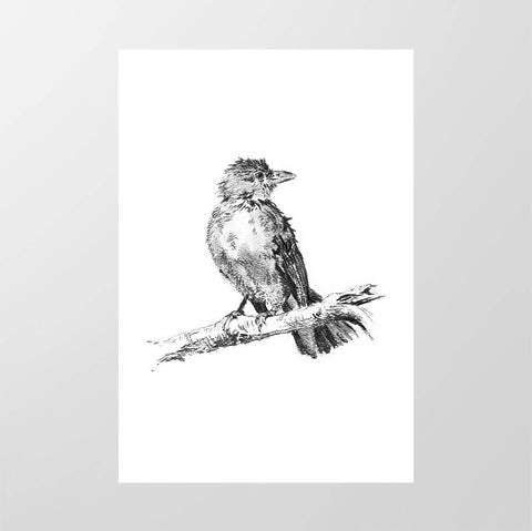 Bulbul - Studio Magnetic