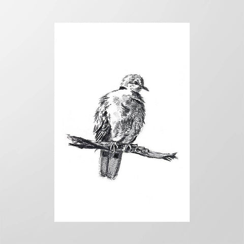 Cape Turtle Dove - Studio Magnetic