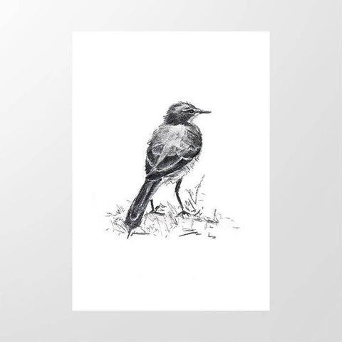Cape Wagtail 1 - Studio Magnetic