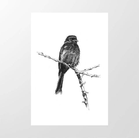 Fork - tailed Drongo - Studio Magnetic