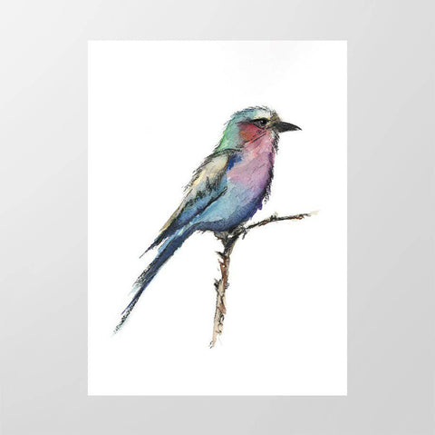 Lilac - breasted Roller 1 - Studio Magnetic