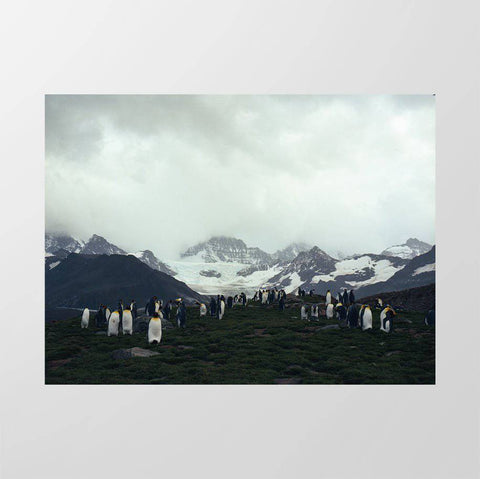 Penguin Colony - Studio Magnetic
