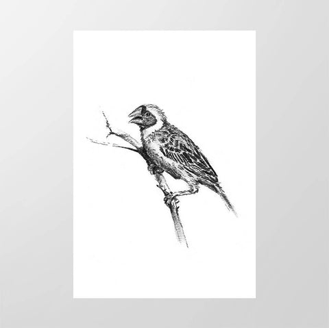 Red - billed Quelea - Studio Magnetic