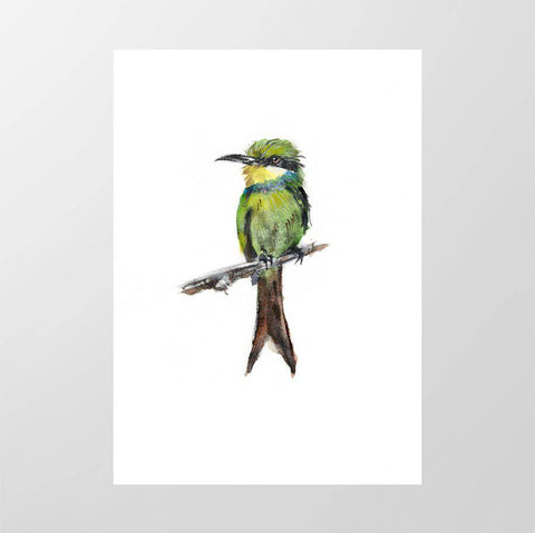 Swallow - tailed Bee - eater - Studio Magnetic