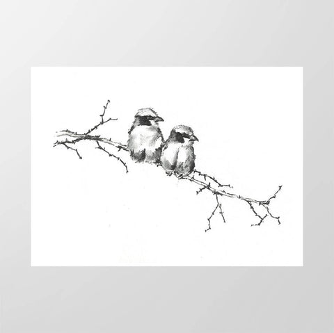 White - crowned Shrikes - Studio Magnetic