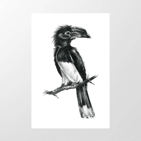 Trumpeter Hornbill - Studio Magnetic